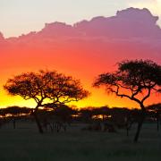 Safari sur mesure en Tanzanie