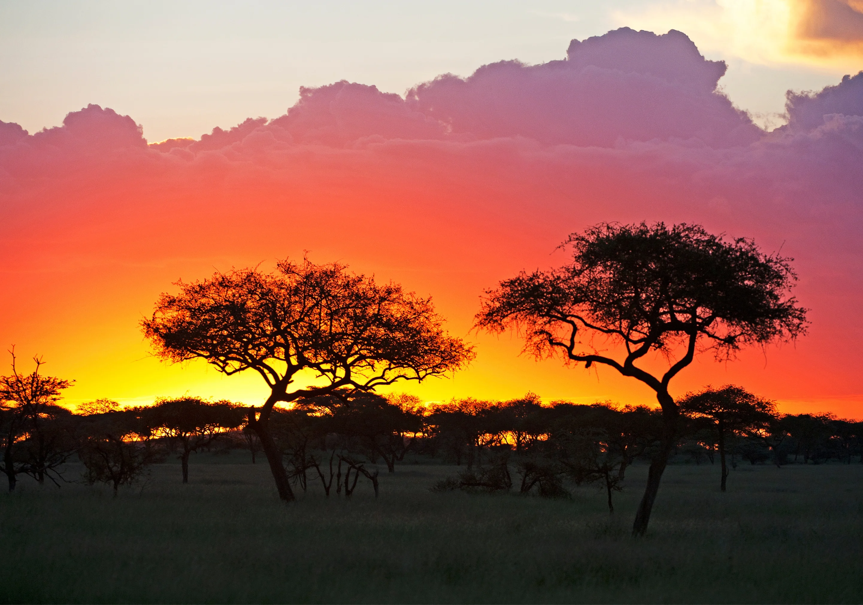 Cover Dossier Safari sur mesure Tanzanie