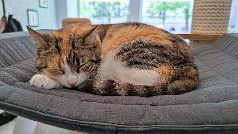 Neko Cafe du Japon VS Café des Chats de Paris