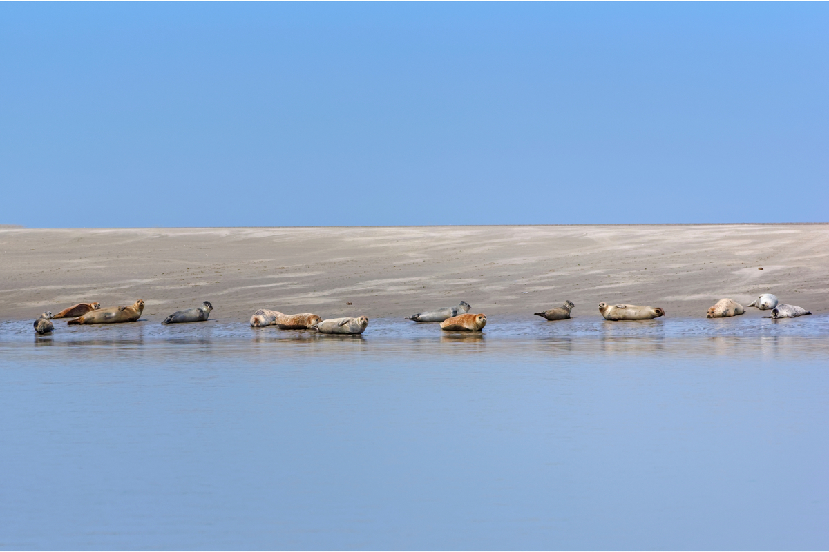 Observation des phoques à la Baie de Somme