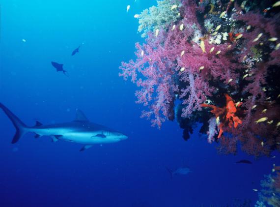 Le requin gris de récif