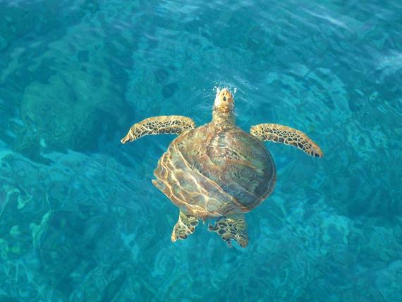 Tortue verte