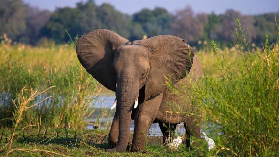 Eléphant rencontré en safari