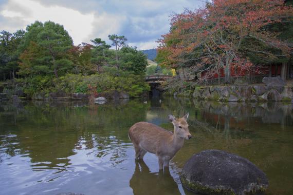 Nara - Photo de Greg Quat