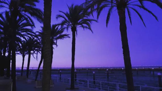 Promenade sous les palmiers