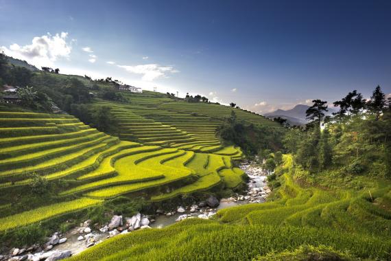 Rizières en terrasse de Hoang Su Phi