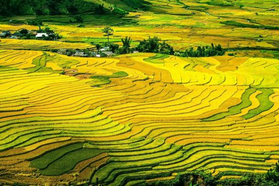 Pentes douces à Mu Cang Chai