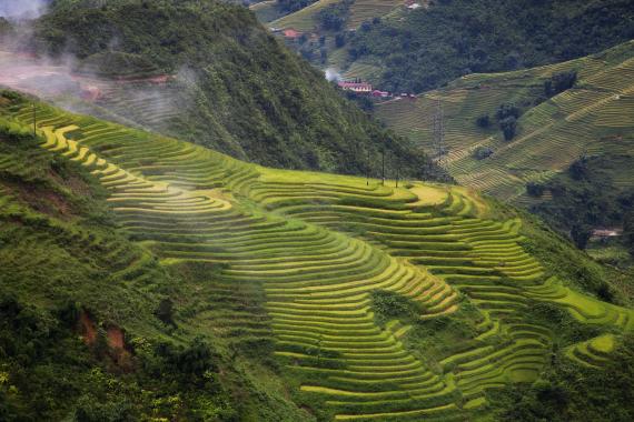 Rizières de Sapa