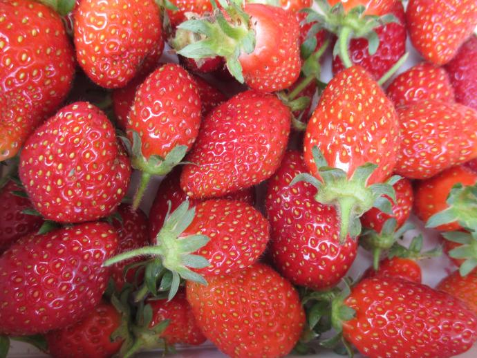 Fraises de Plougastel