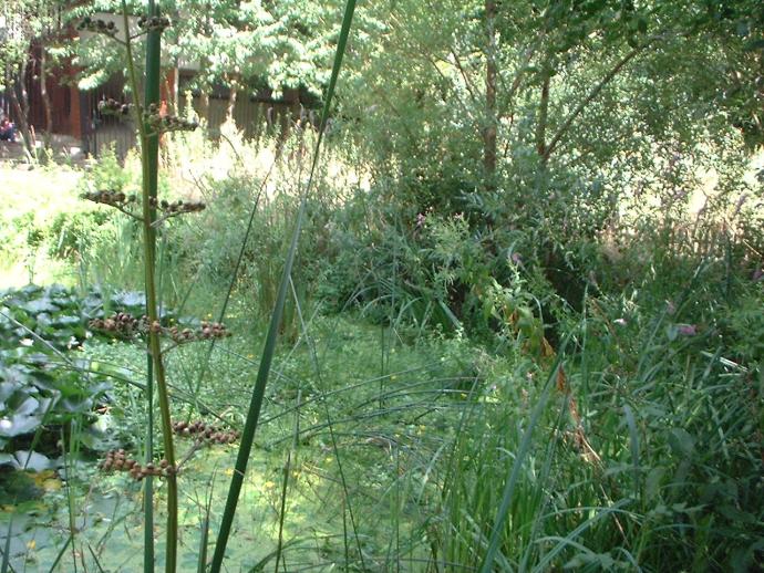 Nature sauvage du Jardin Naturel Pierre Emmanuel