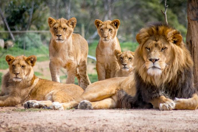 Famille de lions dans le Serengeti