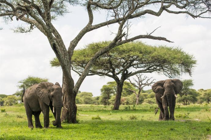 Eléphants dans le Tarangire