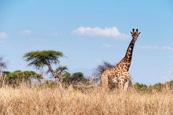 Girafe dans le parc national de Ruaha