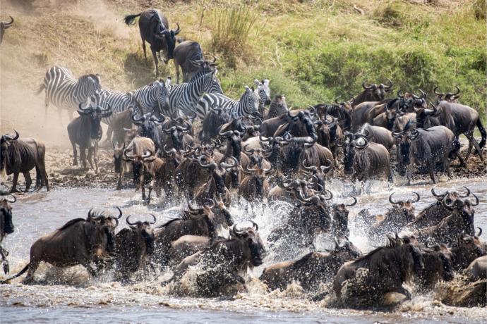 Grande migration des gnous