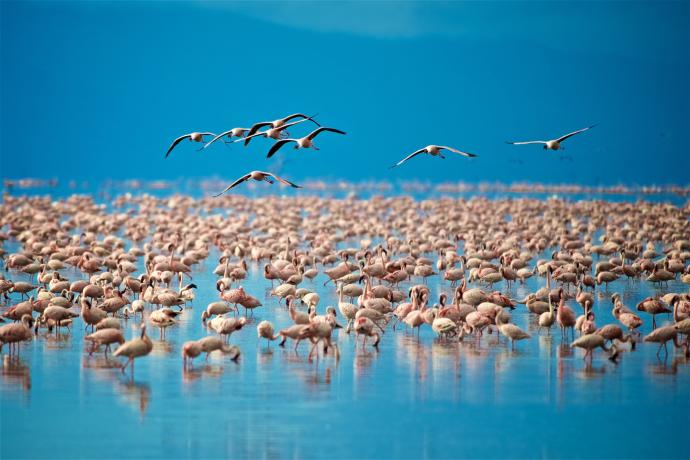 Le lac Manyara et ses flamants roses
