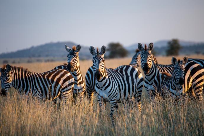 La Tanzanie, terrain de jeu des photographes animaliers
