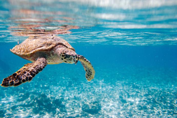 La tortue verte, une espèce de plus en plus rare que l'on trouve encore à Sainte Anne &copy; Blue Orange Studio