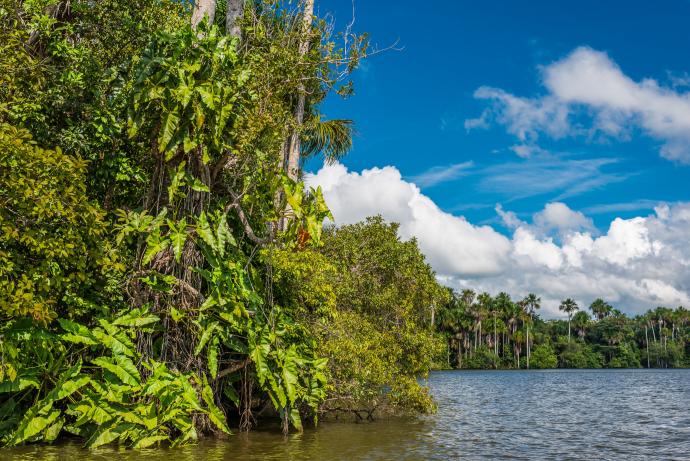 La jungle amazonienne du Pérou