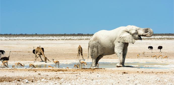 Rassemblement d'animaux autour des points d'eau