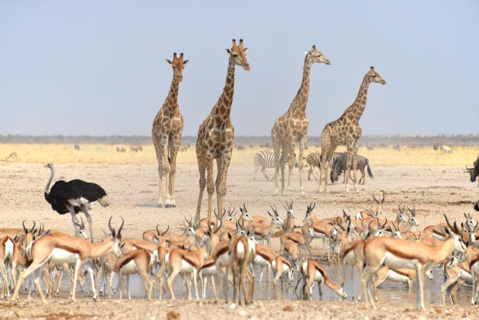 La faune d'Etosha