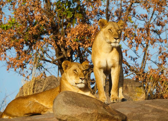Lionnes du Serengeti