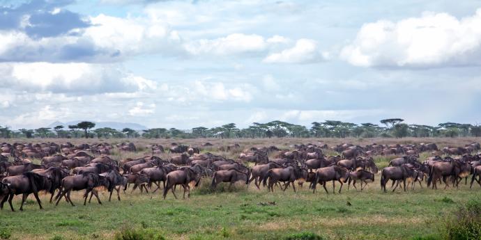 Le cycle de le Grande Migration : des millions d'animaux se déplaçant pour survivre