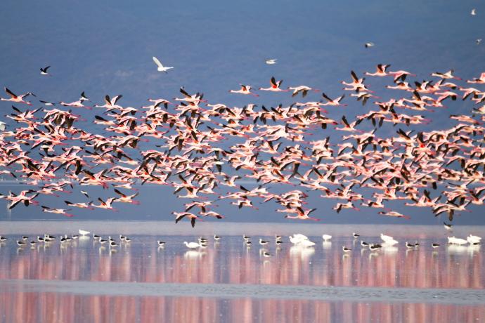 Nuée de flamants roses survolant le lac Manyara