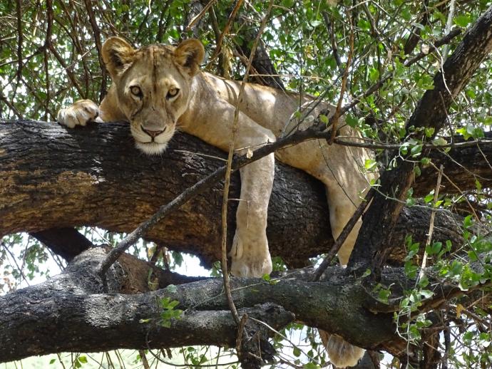 Lion grimpeur d'arbre de Manyara