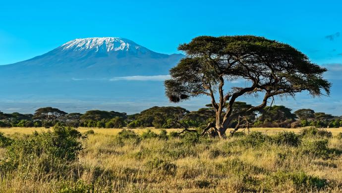 Savane Kenyane, au pied du Kilimandjaro