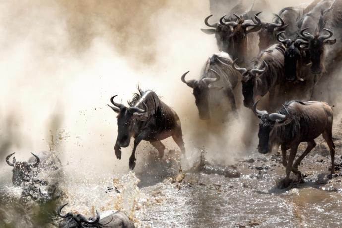 Grande migration des gnous dans le Masa Mara
