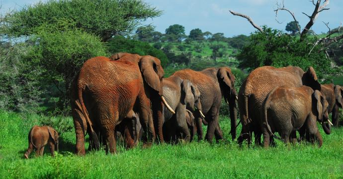 Eléphants dans le parc de Tarangire