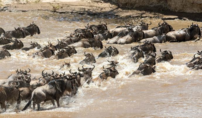 Le spectacle naturel de la Grande Migration