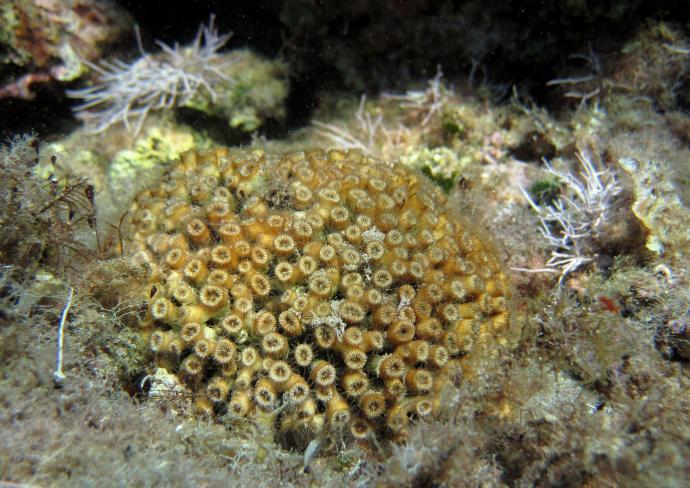 Fonds marins du Cap Sounion © P Latsoudis