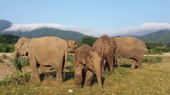 Elephant Nature Park
