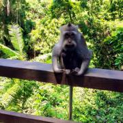 Bali, ses rues ses habitants