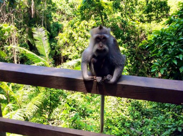 Forêt des singes