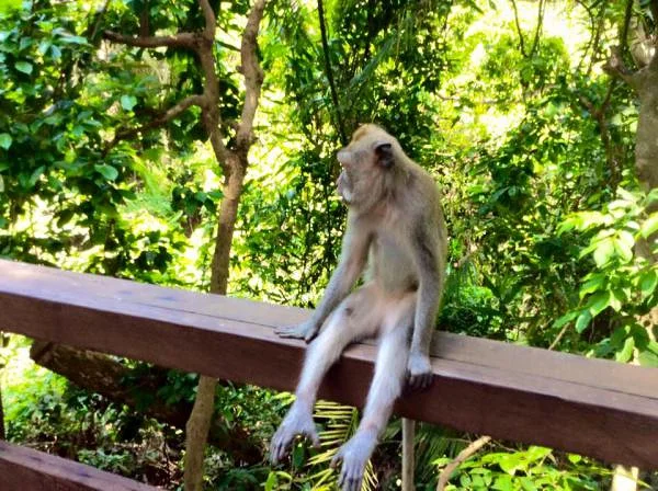 Forêt des singes