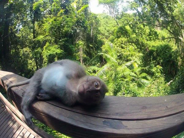 Forêt des singes (Indonésie)
