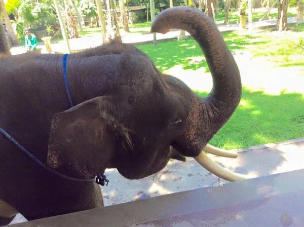 éléphant (Indonésie)