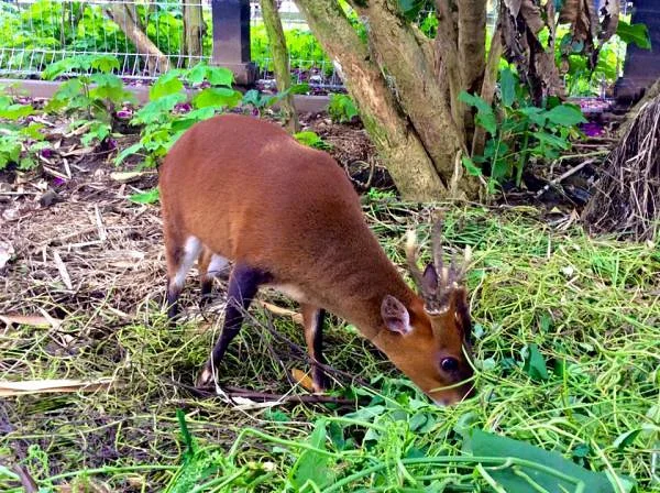petit animal (Indonésie)