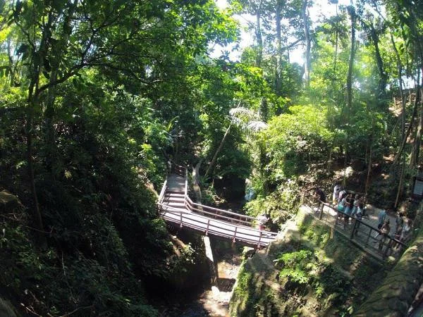 forêt des singes (Indonésie)