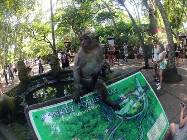Forêt des singes (Indonésie)