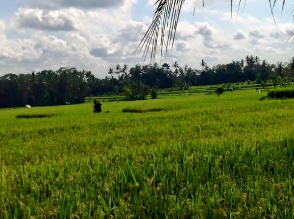 champ de riz (Indonésie)