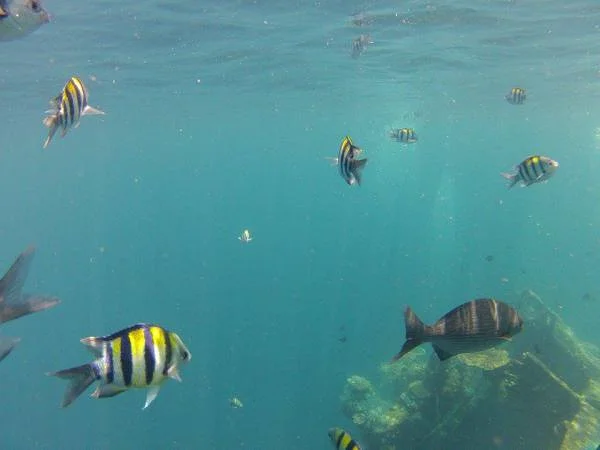 sous l'eau (Indonésie)