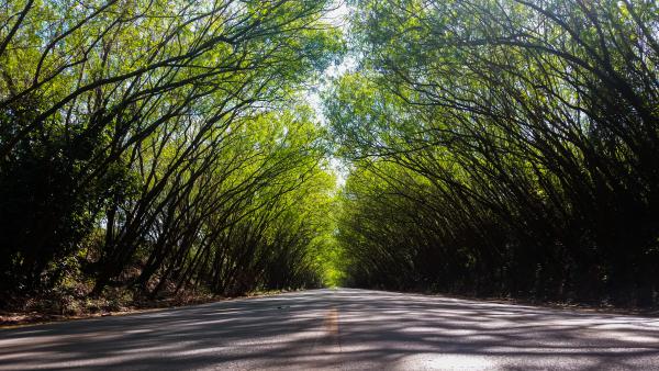 El tunel verde