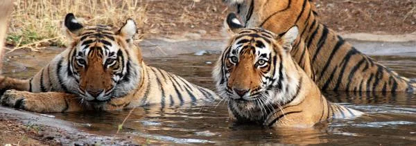 safaris-inde-voyage — Jaipur (Inde)