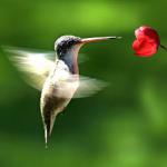 Birdy