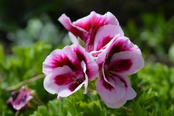 fleur d'espagne
