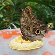La Serre aux Papillons