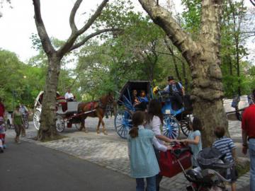 Les calèches de Central Park
